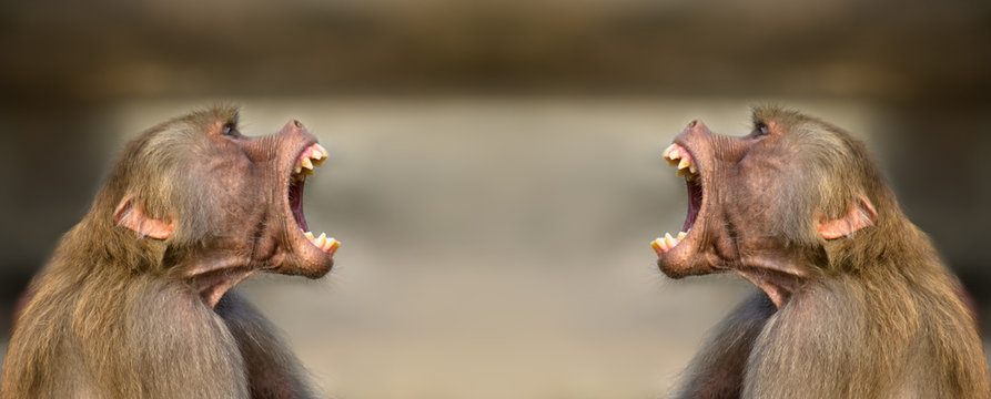 Baboon monkeys (Pavian, genus Papio) screaming out loud with large open mouths and showing pronounced sharp teeth in a loud and aggressive behaviour display, facing each other.