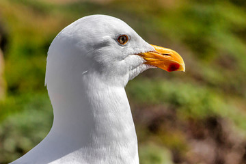Closeup of the head of a California Gull facing right and standing  on the coast of the pacific ocean.