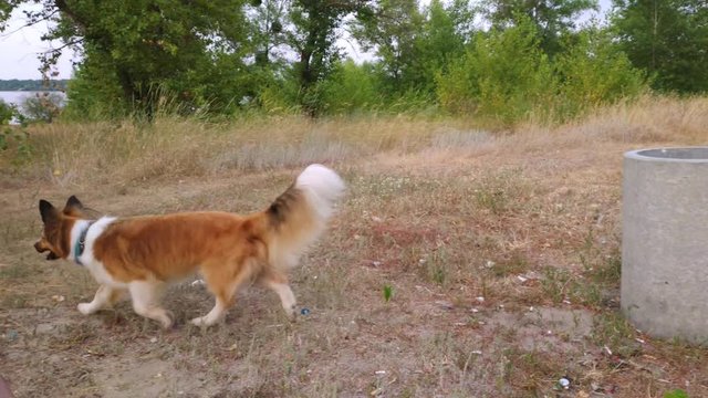 Dog picking up trash and plastics and throws it into a garbage can.