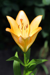 orange Lily on a beautiful green background