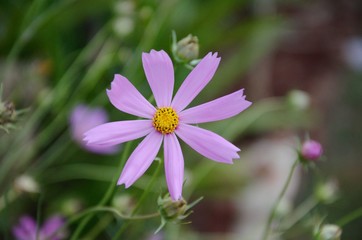 Fototapeta premium Flower