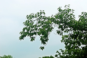 나무가지잎