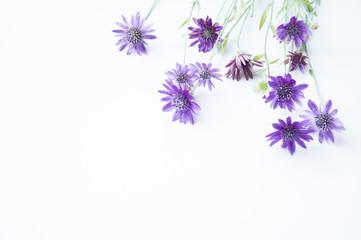 Fototapeta na wymiar Helichrysum flowers pink purple field on a light background. Beautiful dried field flowers. Eternal beauty frozen in plants. A bouquet of purple flowers on a white table