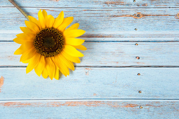 Sunflower flower on a light wooden background. Summer mood. Rest outside the city. Production of oil from plants