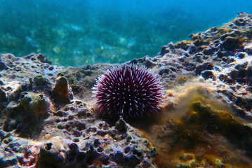 Naklejka na ściany i meble Underwater Mediterranean purple sea urchin - Sphaerechinus granularis