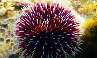 Fototapeta premium Underwater Mediterranean purple sea urchin - Sphaerechinus granularis