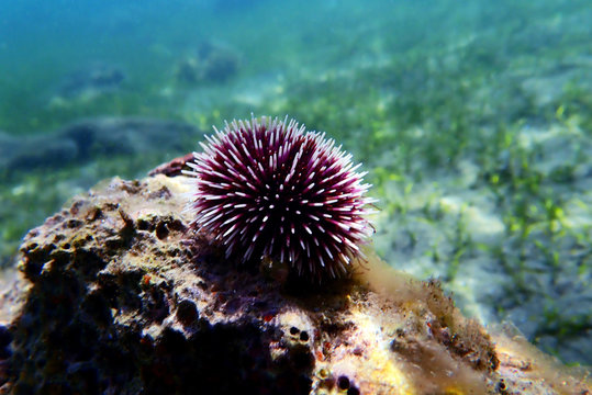 Underwater Mediterranean Purple Sea Urchin - Sphaerechinus Granularis