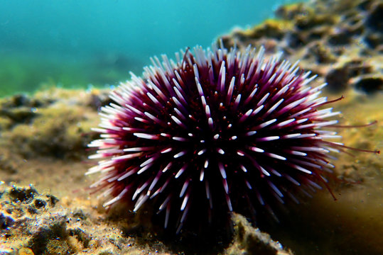 Underwater Mediterranean purple sea urchin - Sphaerechinus granularis