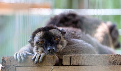 Portrait / Face of a brown lemur