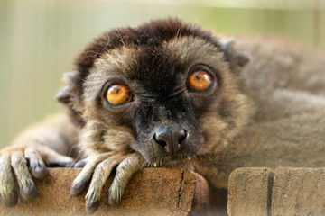 Portrait / Face of a brown lemur