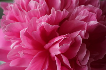 Kwiat różowej piwonii w zliżeniu - obrazy, fototapety, plakaty