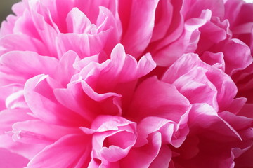 Różowy pompon kwitnącej piwoni