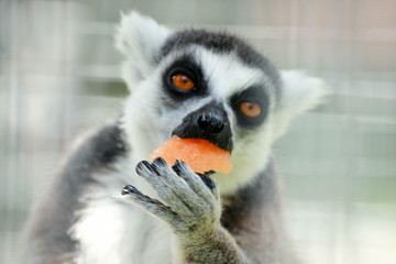 ring tailed lemur eating 