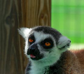 ring tailed lemur © LifeGemz