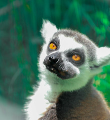 Obraz premium ring tailed lemur portrait with a mouth full of food 