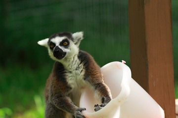 ring tailed lemur