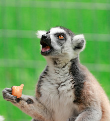 Ringtailed Lemur Eating 