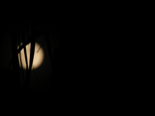 Sombras de noche palmera con luna atras