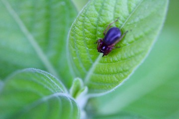 spider on a leaf