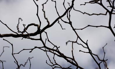 Fototapeta na wymiar branches on a background