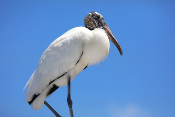 Ibis bird against blue sky