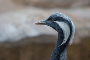 Egyptian Crane Bird 