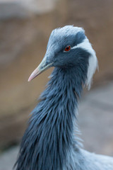 Egyptian Crane Bird 