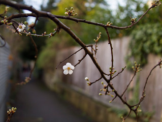branch of a tree in spring