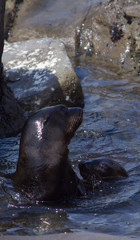 seals in water