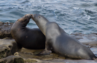 Seals in Love