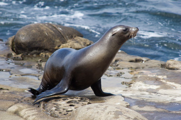 Obraz premium seal on the beach