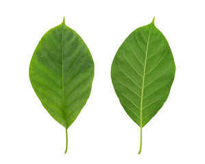 Isolated green leaf with the front and the back on white background