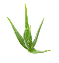 Fototapeta premium Isolated aloe vera on white background with clipping path