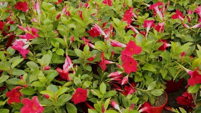Image of red plants of dipladenia  growing in pots in sunny hothouse 