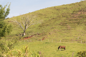The dry tree and the horse