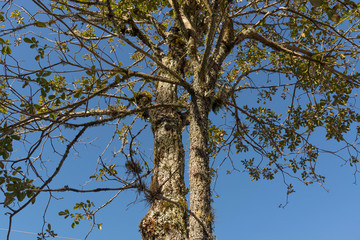 The trunk of the yellow ipê