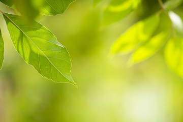 nature view of green leaf on green bokeh background in park with copy space using for background