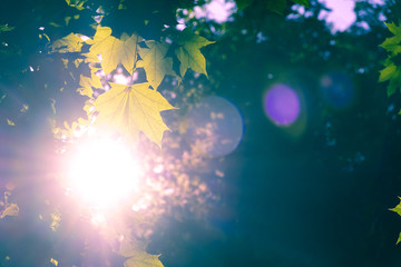 Bright sunlight with lens flare shining through maple leafs on blurred backround - autumn mood