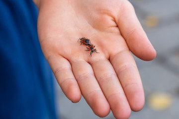 Two European Firebugs (Pyrrhocoris Apterus) in the process of mating on human palm