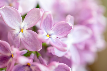 Fototapeta na wymiar macro photo of pink lilac flowers