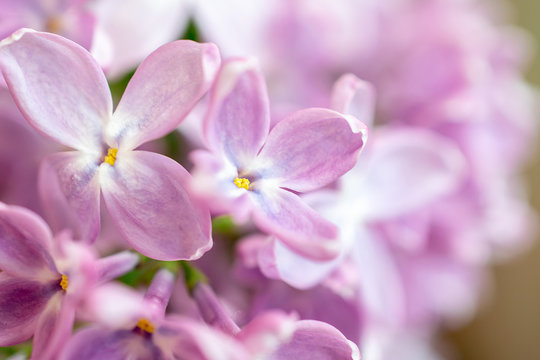 macro photo of pink lilac flowers