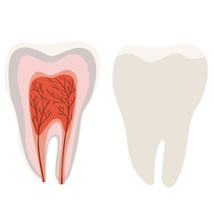 Tooth structure Diagram of the incision of the tooth. Vector template isolated on white background.