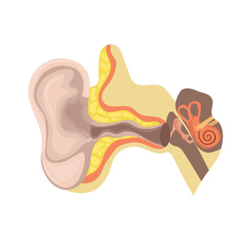 Anatomy of the ear. The device is the human ear. Vector template isolated on white background.