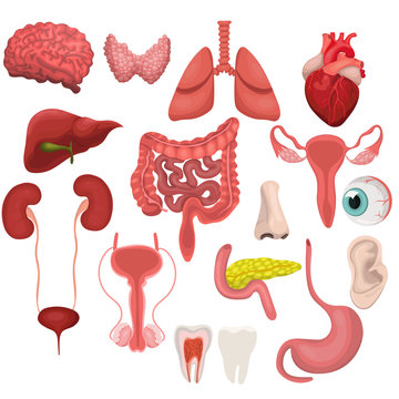 A set of human organs. Vector image isolated on white background.