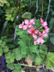 flowers in the garden