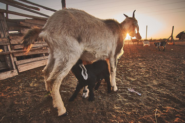 Chivo amamantándose