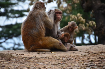 Obraz premium インドのダラムシャーラー 山で生活する野猿の親子