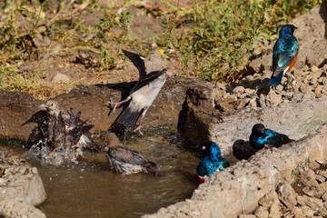 Wattled and Superb Starlings bathing 2