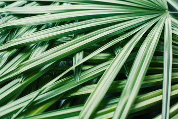 natural pattern from tropical plant palm leaves
