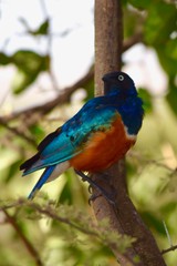 Superb Starling in tree